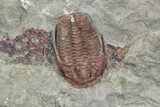 Ordovician Trilobite (Euloma) - Zagora, Morocco #81285-1